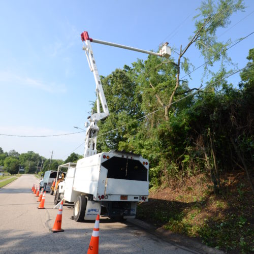 Tree Trimming